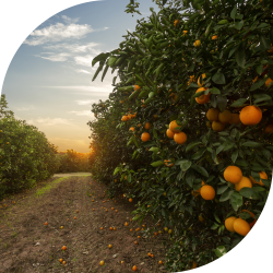 Le arance e il territorio: la valorizzazione del patrimonio agricolo siciliano